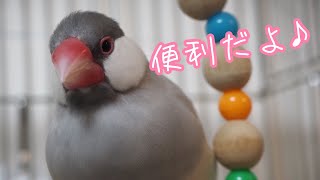 鳥飼いさん必見！ケージのお掃除が楽になる！？ダイソー排水溝の便利グッズご紹介♪