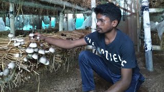 ଶିତ ଦିନିଆ ଘର ଭିତରେ ପାଳ ଛତୁ ଚାଷ/ Winter Paddy straw mushroom Farming#wintermushroom #chhatuchasa