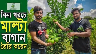 মাল্টা বাগানের মধ্যে লক্ষ টাকার সবজি চাষ ও বিনা খরচে মাল্টা বাগান করলেন সারওয়ার  ভাই