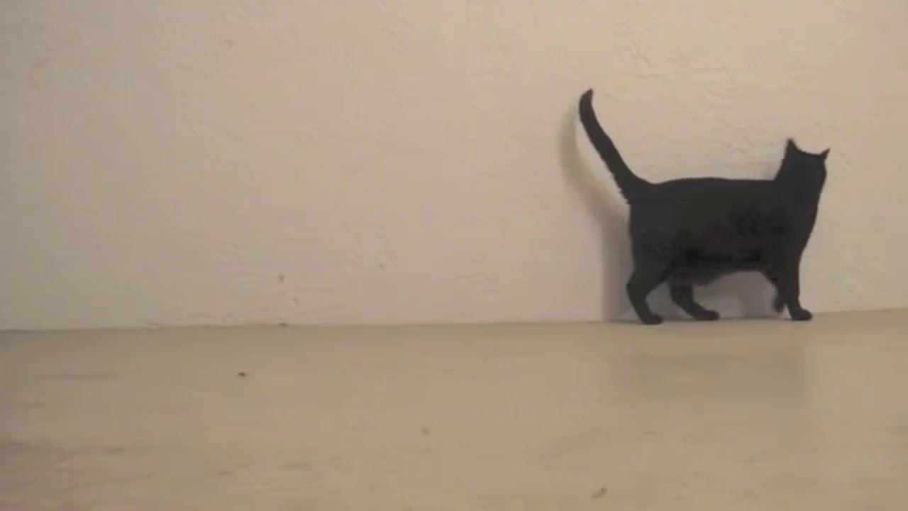 Cat Explodes Youtube