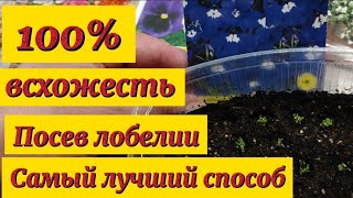 ЛОБЕЛИЯ.От посева до всходов.Самый удобный способ.