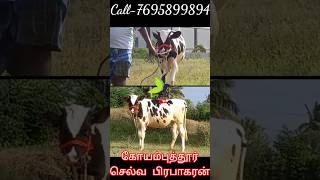 25 லிட்டர் தாய் மாடு கறக்குது HF Female calf for sale #shorts