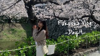 [후쿠오카 브이로그 Day4🩷] 일본 벚꽃 구경 간 날🌸 | 일본맥도날드 | 사무라이버거 | 스시로 | 오호리공원 | 후쿠오카성터 | 우동맛집😋