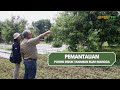 Pemantauan Pohon Induk Tanaman Buah Mangga (Kultivar)