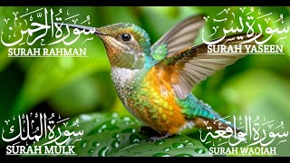 Heart Soothing Recitation Surah Yaseen 🧡 Surah Rahman 🧡 Surah Waqiah 🧡 Surah Mulk🧡 Episode 253