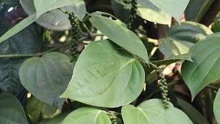 Black Pepper (Paminta) at Nayong Kalikasan Farm in Alfonso, Cavite.