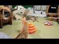 【88日目】子猫に叩かれそうになっても怒らない猫【瀬戸のミエル日記】