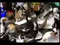 130 cat mosh pit