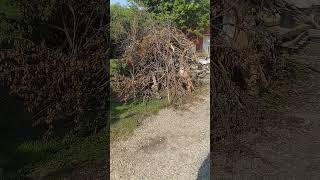 Epic 8ft Tall Brush Pile Bonfire 🔥 Unleashing the Inferno!