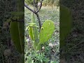 How cute this plant #travel #viral #vlog #nature #whiteorchid #yelloworchid