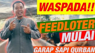 WASPADA FEEDLOTER MULAI GARAP SAPI QURBAN