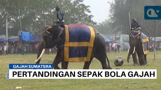 Ketika Gajah Menjadi Pemain Sepak Bola Profesional