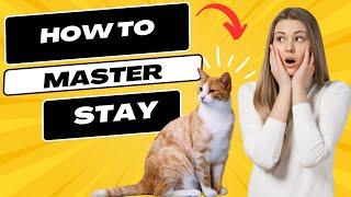 how to teach your cat to stay in 3 steps for beginners ?