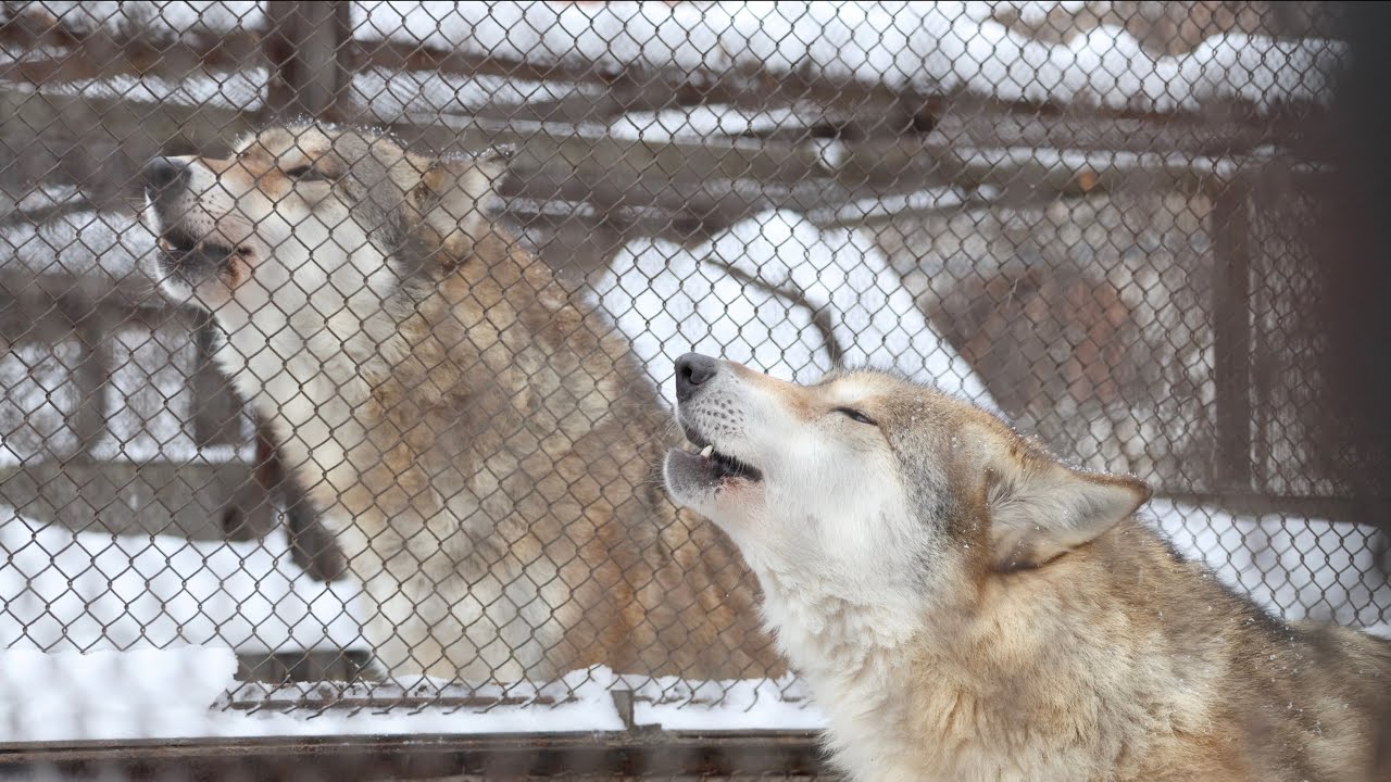 Grey Wolfs Howling Youtube