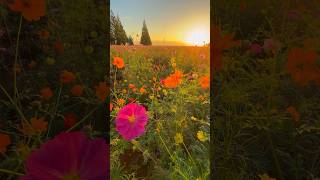 あけぼの山農業公園のコスモスと風車と日の出。Cosmos flowers and sunrise in Akebonoyama Agricultural Park #shorts