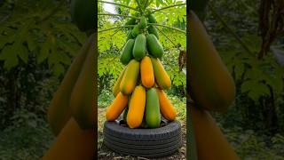 How to grafting papaya tree with banana 🍌 to produce lots of large, long fruits.#grow #fruit