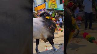 Big Kangayam Bulls | Salem King Bulls |Mass Pose #jallikattu #trending #shorts #video #reels