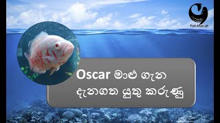 ඔස්කාර් මාළු ගැන දැනගෙන හදමු  | Let's learn about Oscar fish | Fish Hub.lk