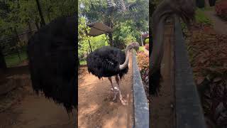 இவ்ளவு பக்கத்துல நெருப்பு கோழி / #ostrich #bird #scary