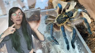 PROOF African BABOON TARANTULAS can be docile!.. Golden Blue Legged \u0026 Namibia Horned Rehousing