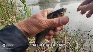 夏天下雨降温鲫鱼又回巢，窝里泡泡不断，连竿的日子又来了