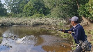 SEPERTI KOLAM TERNAK..! BARU TERENDAM BANJIR, IKAN GABUS DI DANAU INI SANGAT KELAPARAN