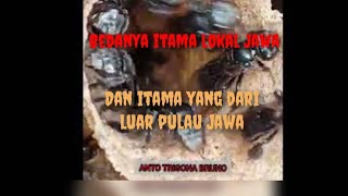 BEDANYA ITAMA JAWA DAN LUAR PULAU JAWA