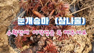 이른봄 귀한 봄손님 눈개승마 (삼나물)수확전에 꼭 해주어야 할것 ➡️눈개승마수확시기➡️ 눈개승마효능➡️ 눈개승마요리활용법