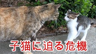 駐車場の子猫をモフモフしていたら突然サビ猫が現れて驚かせる。