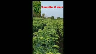 Papaya 786 Taiwan farming in India #agriculture #agricultural #papaya #india #youtube #youtubeshorts