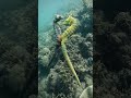 seahorse mating ritual