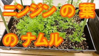 【間引いた】ニンジンの葉のナムル【葉っぱ】