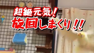 副鼻腔炎 V字回復～一瞬で病状が激変しました【オカメインコのきなこ】