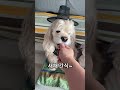 새해 복 많이 많이 받으세요 멍구쵸파타쿠 새해 인사 강아지인사 강아지쇼츠 dogshorts