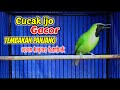 Burung cucak ijo gacor ❗❗ tembakan panjang pancing birahi dan emosi cucak ijo lain