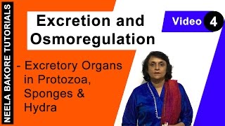 Excretion and Osmoregulation | NEET | Excretory Organs in Protozoa, Sponges & Hydra | Neela Bakore