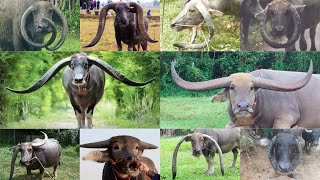 10 ชื่อเขาควายไทยแบบต่างๆที่หลายคนเกิดมายังไม่เคยเห็น แซมหนุ่มโบราณ Thai buffalo