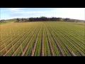 spring work in oregon hop fields