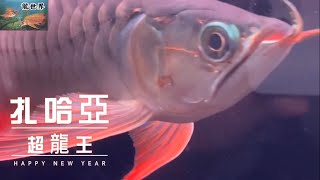 【龍世界】扎哈亞超龍王寫真細節全記錄影片-32公分。龍魚專賣店/龍魚店家/專業龍魚/亞洲龍魚/红龙鱼/優質紅龍魚/龍世界紅龍魚會館/Arowana/龍魚店家/精品龍魚/龍魚專家/精品龍魚/水族/魚缸