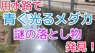 用水路で青く光るメダカと謎の落とし物を発見！