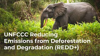 UNFCCC Reducing Emissions from Deforestation and Degradation (REDD+)