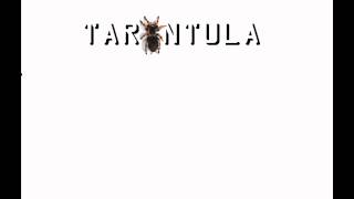 TARANTULA.wmv