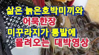 미꾸라지가 무조건 통발에 몰려오는 3단콤보미끼의 특이한 영상