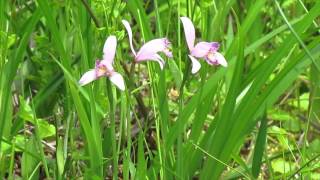 トキソウの花