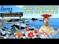 TIDE POOL! CREATURE catch and release in Rhode Island | KIDS NATURE SHOW