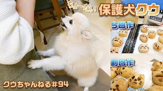 【保護犬クウ】初挑戦で失敗したパン作りにリベンジ。保護犬クウも大興奮で食べます。　保護犬クウちゃんねるNo.94【ポメラニアン】Pomeranian【shelter dog】【rescued dog】