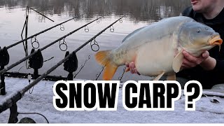 CARP FISHING - SNOW CARP ?? Linear fisheries \u0026 Westmoor Fisheries roundup.