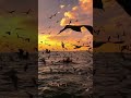 the sunset and seagulls are destined to bring peace. beautiful sunset peace seagull sea photo