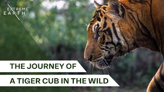 A Father’s Legacy in the Tiger Kingdom | Forest Tigers