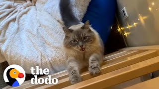 When Your College Roommate Is A Cat | The Dodo